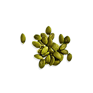 pumpkin seed protein