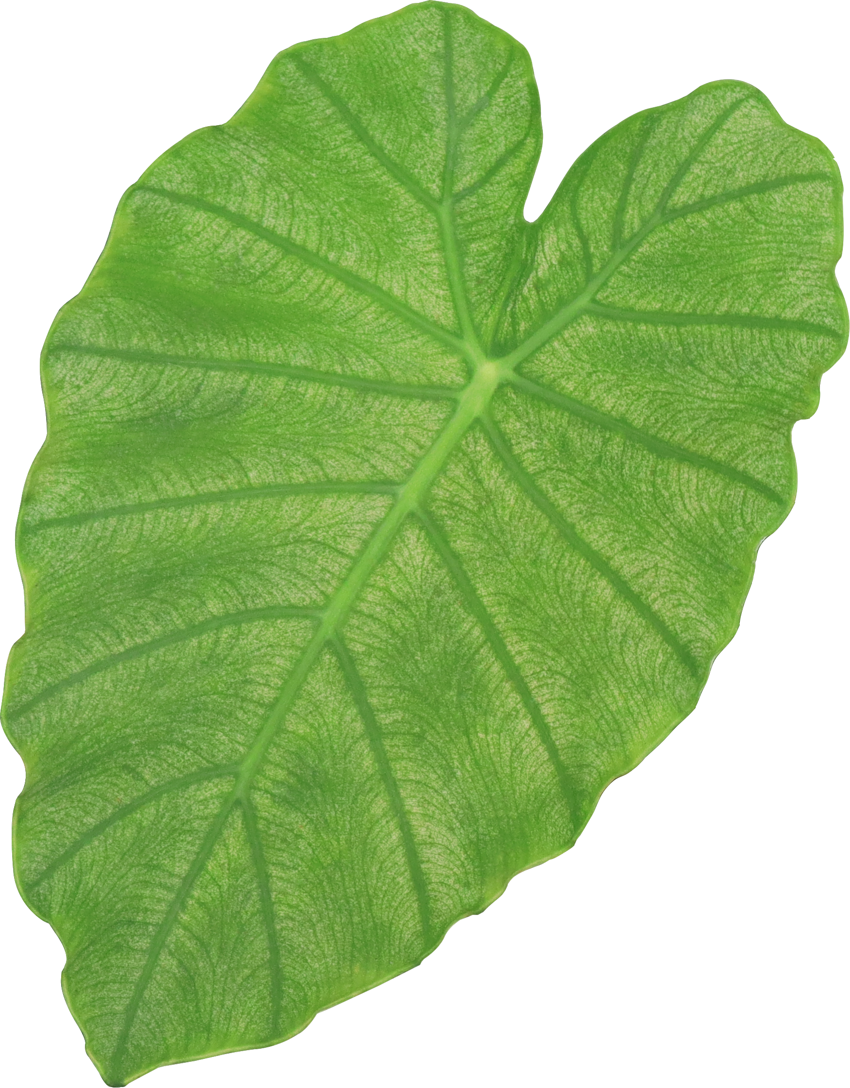 Close-up of a green leaf with visible veins on a black background.