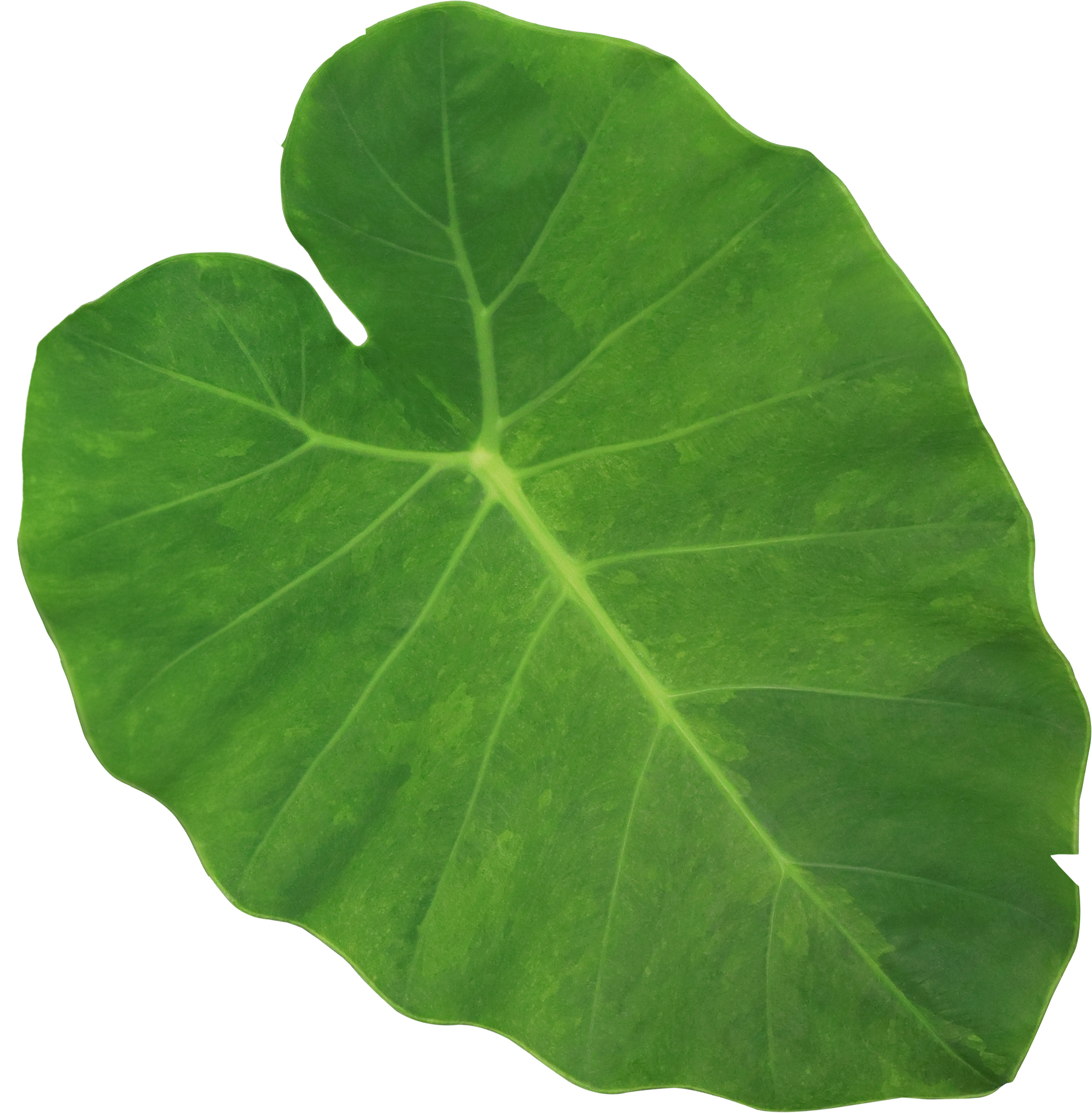 A large green leaf with prominent veins on a black background.