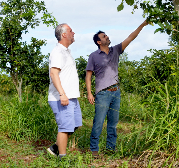 A person holding large green leaves in a sunny outdoor setting.