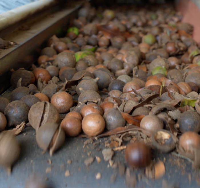 Pile of unshelled macadamia nuts on a surface.
