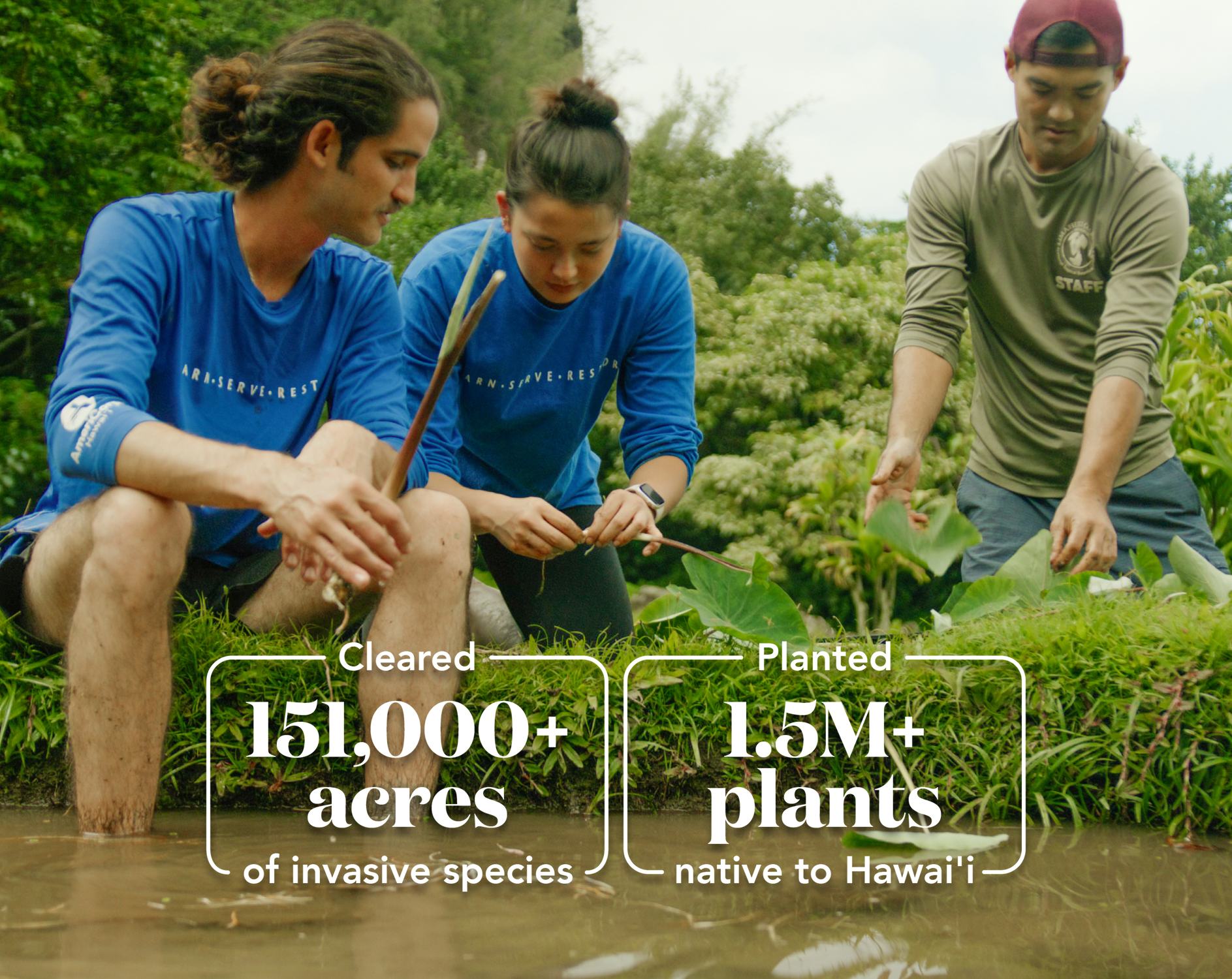 Three people planting native Hawaiian plants in a lush outdoor setting.
