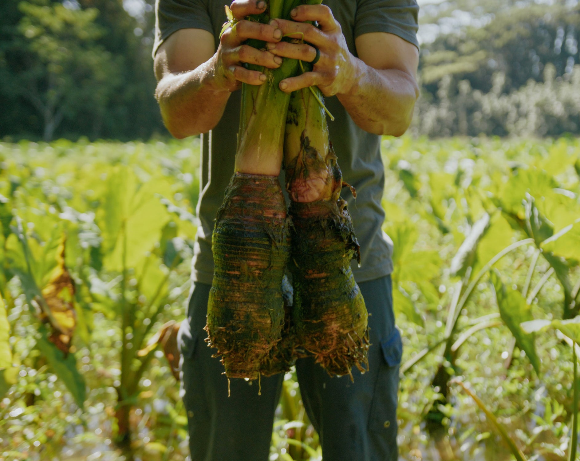 Person holding freshly harvested taro roots in a lush green field.